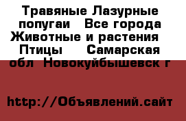 Травяные Лазурные попугаи - Все города Животные и растения » Птицы   . Самарская обл.,Новокуйбышевск г.